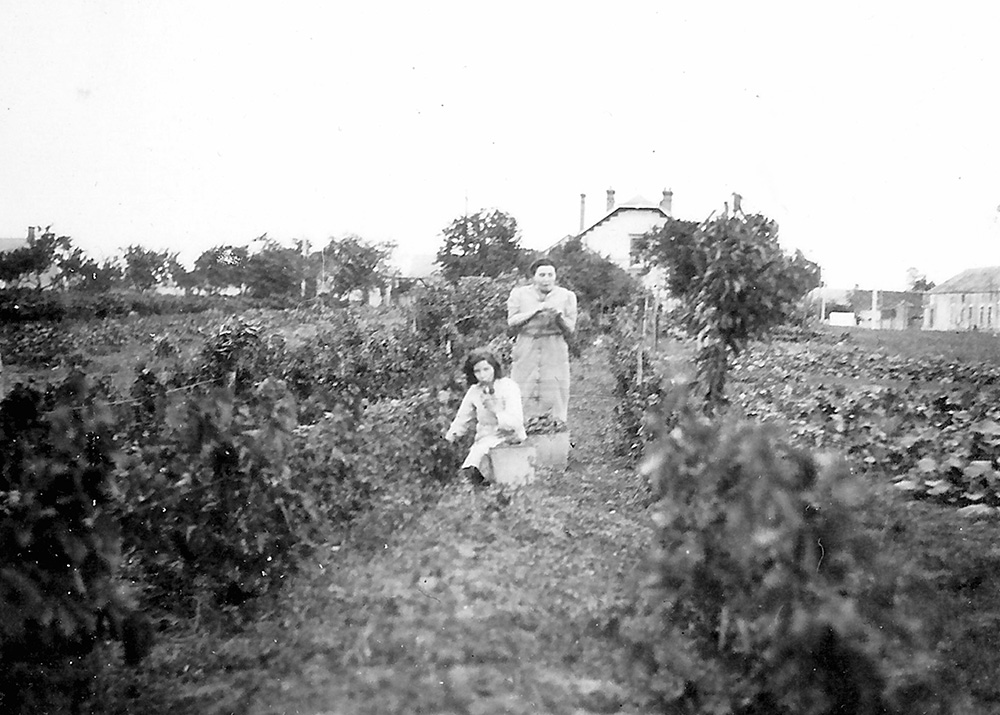 vendanges à Miguerette début octobre 1943
