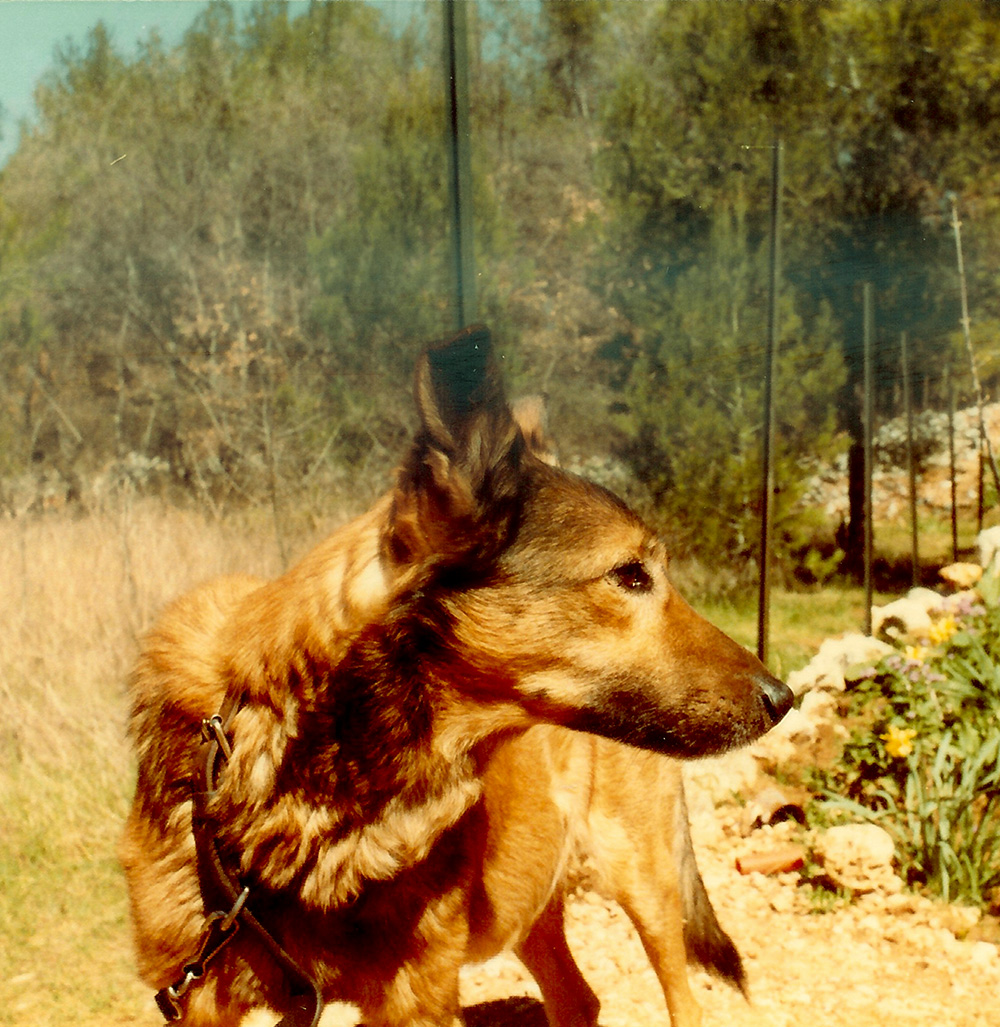La dernière photo de Goldy