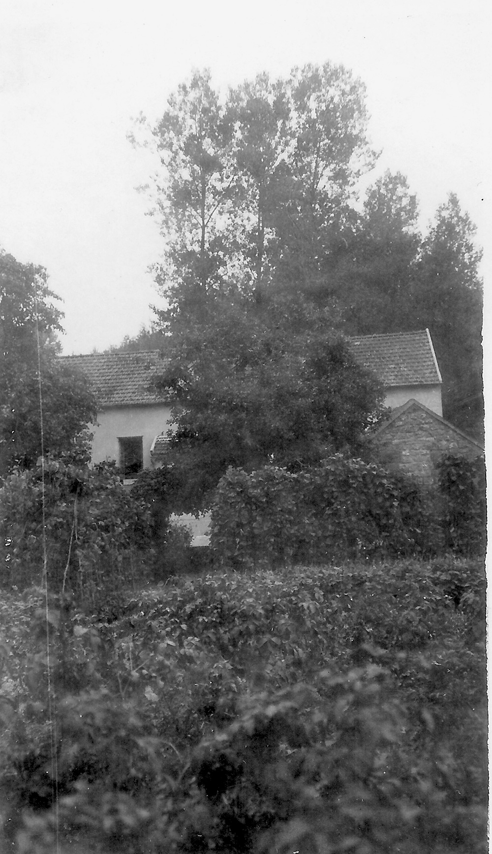 Les hérissons